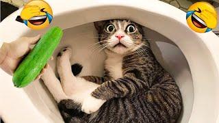 Cuteness Overload  Fresh Funny Cats and Dogs Moments for a Good Laugh  Part 2