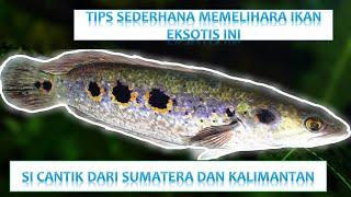 MENGENAL IKAN SERANDANG  KERANDANG  CHANNA PLEUROPHTHALMA  OCELLATED SNAKEHEAD