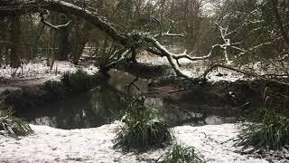 Tocil Wood Nature Reserve in Winter