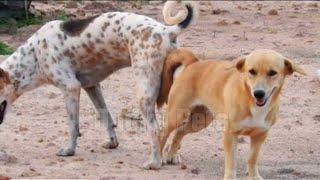 Golden dog retriever want to plAy outside home with neighbors #cute #dog.