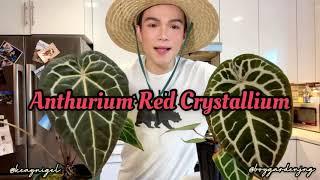 “Real” vs “Fake” Anthurium Red Crystallium $200 vs $2000