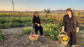 HATİCE HANIM BAHÇEDE HASATA BAŞLADI BAKALIM NELER OLMUŞ