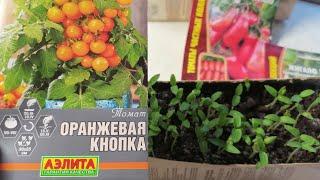 Садим томаты. ЖИГАЛО   и Оранжевая КНОПКА 