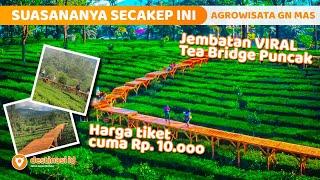 Jembatan Diatas Kebun Teh  Tea Bridge  Argowisata Gunung Mas Puncak - Bogor #destinasiid