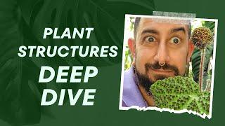 Houseplant Mysteries Decoding Plant Structural Clues - Episode 2 