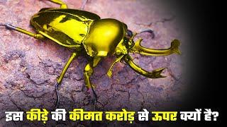 Most expensive Insect  दुनिया का सबसे महंगा कीट 