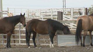 E. coli spike may be linked to farms corn mazes & petting zoos