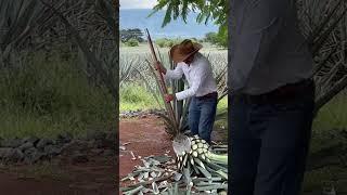 Making Tequila-Farm processing Agave plant for shipment to distillery. 