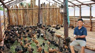 Cheapest Native Chicken Seller on the Street Starting A Chicken Farm business