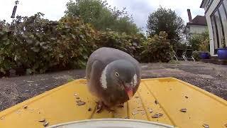 PIGEON ROBIN BLUE TIT AND SPARROW #youtube #birds #fyp