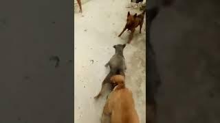 Dog attacked and interrupted while having sex
