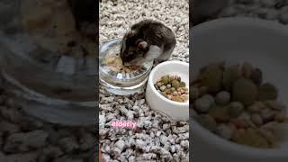 A Delightful Mash for Our Senior Hamster