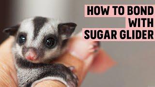 How to Bond with a Sugar Glider  Sugar Glider Behavior