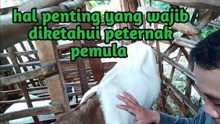 berapa lama kambing hamil dari kawin sampai lahir