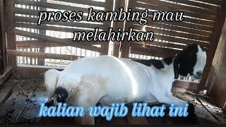 detik-detik kambing dere melahirkan #peternakankambing  #peternakindonesia  #beranak #kambingdere