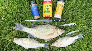 Catch and Cook Schooling White Bass and Hybrid