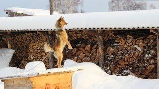 Тренировка   команда в будку  Моя любимая собака Чарли.