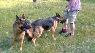 BIG BRIDE Alpha. We are waiting for puppies from Alfons and Athena. German Shepherds. Odessa.