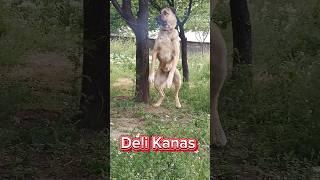 KANAS DİŞİ GÜZELİ #dog #köpek #kangal