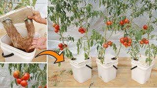 Simple method of growing hydroponic tomatoes at home from plastic containers - Fruitful