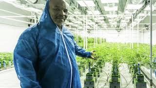 Mike Tyson’s weed farm  400 acre 