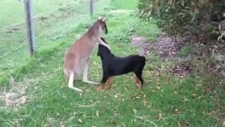 Kangaroo petting a pup just like humans