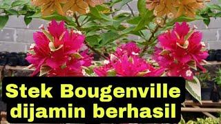 STEK BOUGENVILLE DIJAMIN BERHASIL