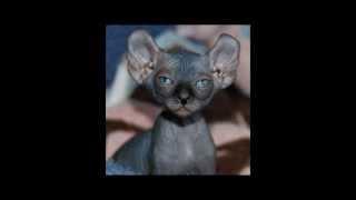 Кошка породы ЭЛЬФ – редчайшей и одной из самых молодых пород кошек
