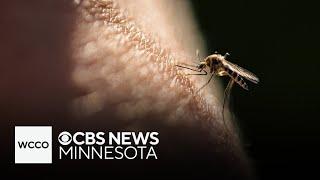 West Nile virus detected in mosquitoes in the Twin Cities