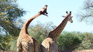Mating giraffes
