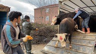 OUR QURBANS ARRIVED QURBAN ANIMAL UNLOADING 2021