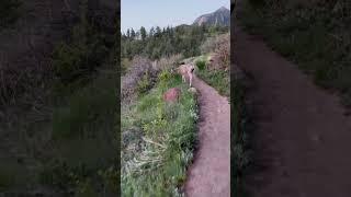 Traffic jam on the trail today.  Guess I’m not very menacing?  #colorado #deer