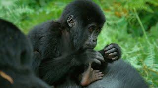 Baby Spy Gorilla Accepted Into Gorilla Family  Spy in the Wild  BBC Earth Kids