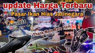 Thank Mate Rare Item Cuma Ada Di Lapak Ini  Update Harga Terbaru Di Pasar Ikan Hias Jatinegara