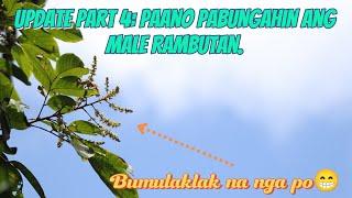 Update Part 4 Paano pabungahin ang Male Rambutan.