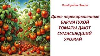 Зажировавшие томаты дали прекрасный урожай. Марафон Плодородия № 6124