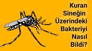 Kuranın sineklerin üzerindeki bakterilerden bahsettiği o ayet