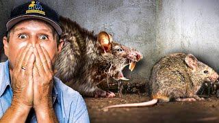 Live RAT eats other TRAPPED rats … except heads