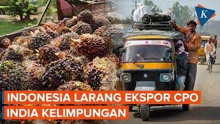 India Kelimpungan karena Indonesia Larang Ekspor CPO