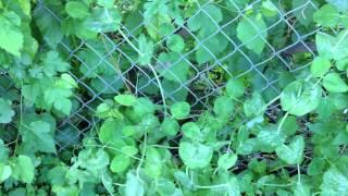 How to Support Peas on a Chain-link Fence Update 3