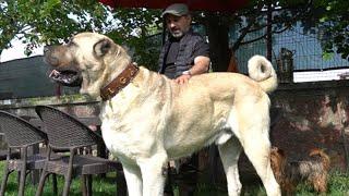 OHAA  BU KÖPEK GERÇEKTEN DEV GİBİ  DÜNYA BU KÖPEĞİ KONUŞUYOR  KASTAMONULU DEV ÇOBAN KÖPEĞİ TULGA