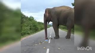 Sri Lanka Wild Elephant on road #Wild #Elephant #Sri_Lanka