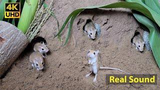 Cat TV mouse digging burrows  holes in sand  playing and squeaking 8 Hour 4k UHD