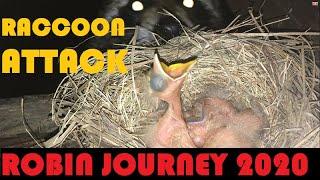ROBIN JOURNEY-June 21 Raccoon AttacksEats 4 Baby Robin Birds