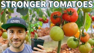 Grow The STRONGEST Tomato Plants With These 4 Garden Secrets