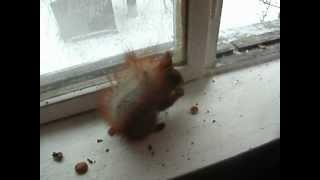Squirrel in the window