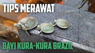 Tips Merawat Bayi Kura-Kura Brazil  How to Treat Baby RES