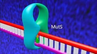 A 3D animation of mismatch repair in E. coli