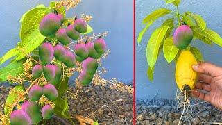 Technique Grafting Mango Tree Grow at house - how to grow Mango tree