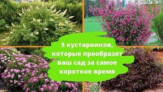 5 кустарников которые преобразят ваш сад за короткое время